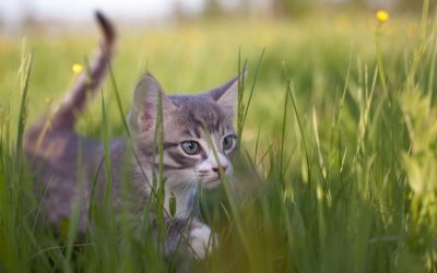 What I Learned from my Cat about Failure